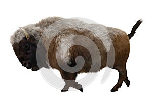 American Bison