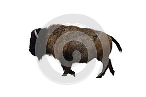 American bison, different poses isolated on a white background.