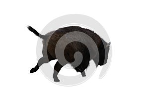 American bison, different poses isolated on a white background.