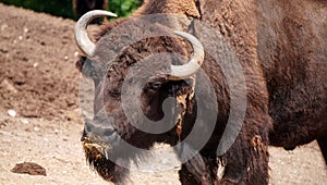 American Bison face shot