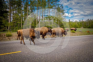 American bison family cross a road in Grand Teton National Park, Wyoming