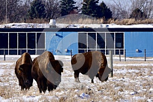 American Bison at Fermi Lab photo