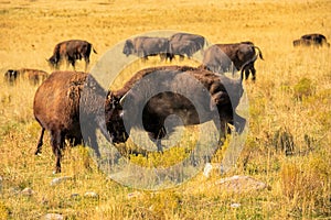 American Bison fight