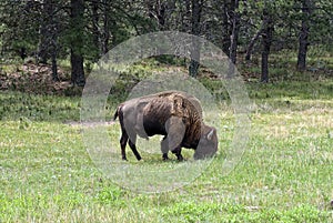 American Bison on grassland, Custer State Park, South Dakota, USA