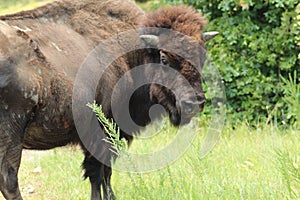 Bison