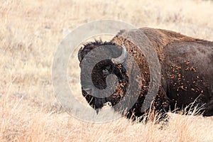 American Bison in Custer State Park, South Dakota