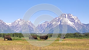 American bison grazing in front of mt moran in wyoming photo