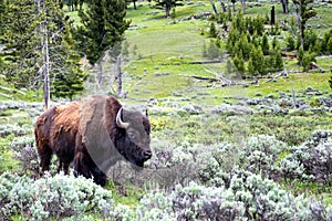 American bison grazing in the mammoth hills in the wild