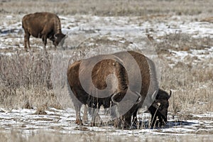 American bison grazing on the prairie in winter