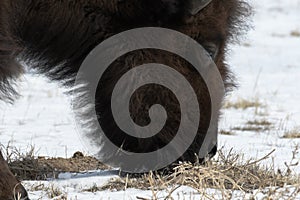 American bison grazing on the prairie in winter