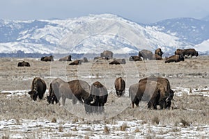 American bison grazing on the prairie in winter