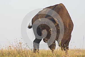 American Bison Grazing on the Prairie in Yellowstone Nationale Park in Wyoming