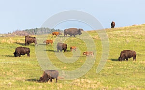 American Bison Grazing in Wide Open Prairie