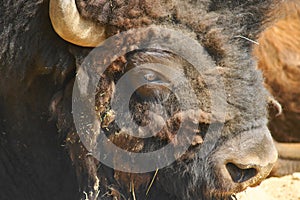 American Bison head detail