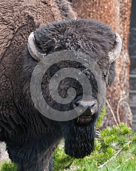 American Bison Head Shot