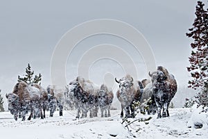 American Bison Herd