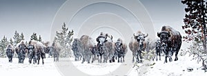 American Bison Herd photo