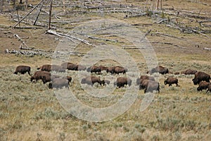 American Bison Herd