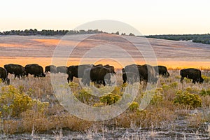 American bison herd in the golden rolling hills in autumn