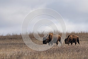 American Bison Herd on the Prairies of Roosevelt National Park in Spring