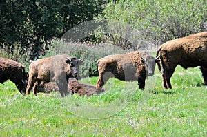 American Bison Herd in San Diego County California