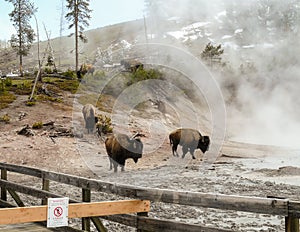 American Bison Herd in Yellowstone Park