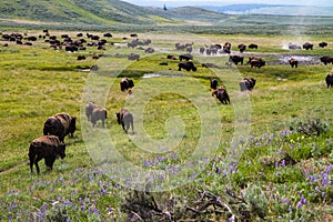 American Bison Herds