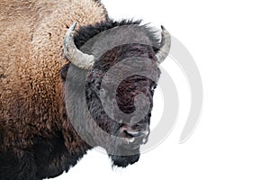 American Bison isolated on white