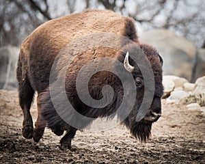 American Bison IV