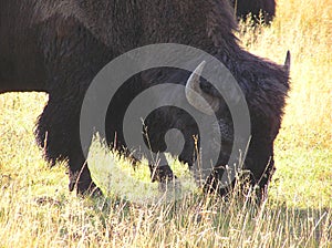 Bison head eating grass in Yellowstone National Park, Wyoming photo
