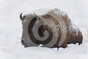 American bison lying down in snow