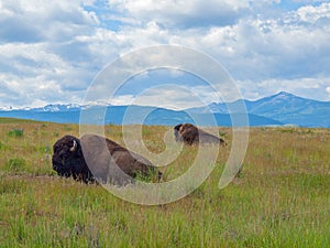 American Bison at the National Bison Range in Montana, USA