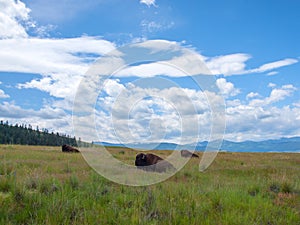 American Bison at the National Bison Range in Montana, USA