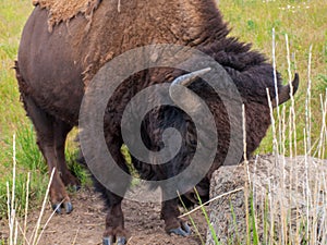 American Bison at the National Bison Range in Montana, USA