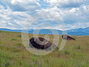 American Bison at the National Bison Range in Montana, USA