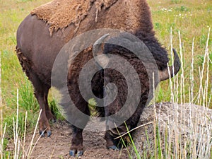 American Bison at the National Bison Range in Montana, USA