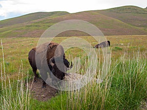 American Bison at the National Bison Range in Montana, USA