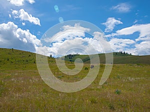 American Bison at the National Bison Range in Montana, USA