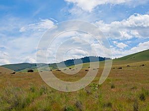 American Bison at the National Bison Range in Montana, USA