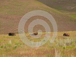 American Bison at the National Bison Range in Montana, USA