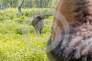 American bison