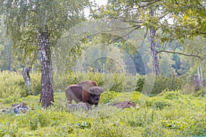 American bison