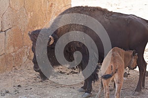 American bison in a natural park, some standing, others lying, and others with young near them. Animals on a natural background,