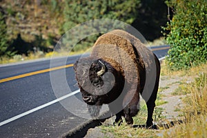 American bison beside parkway in Yellowstone NP, US