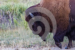 American Bison passing close by with hoof raised
