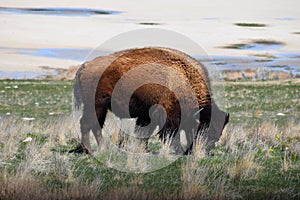 American Bison Photo