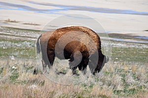 American Bison Photo
