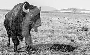 American Bison photographed in black and white