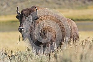 American Bison on the Plains