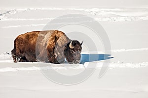 American Bison Plodding Through the Snow